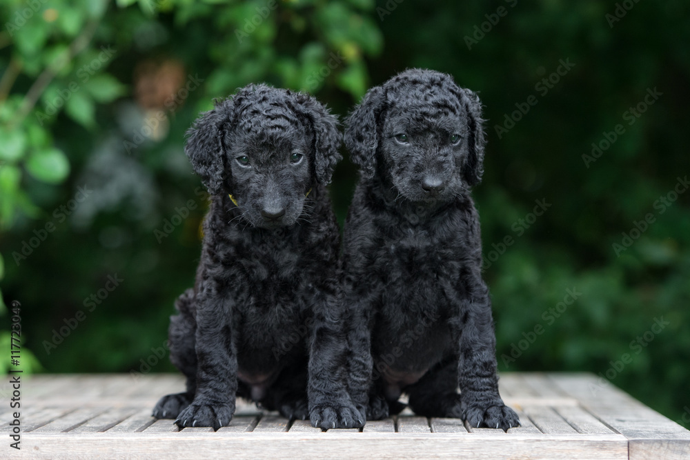 two curly coated retriever puppies