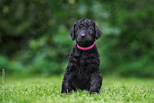 curly coated retriever puppy posing outdoors
