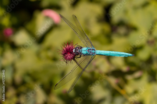 Dragonfly like a flower