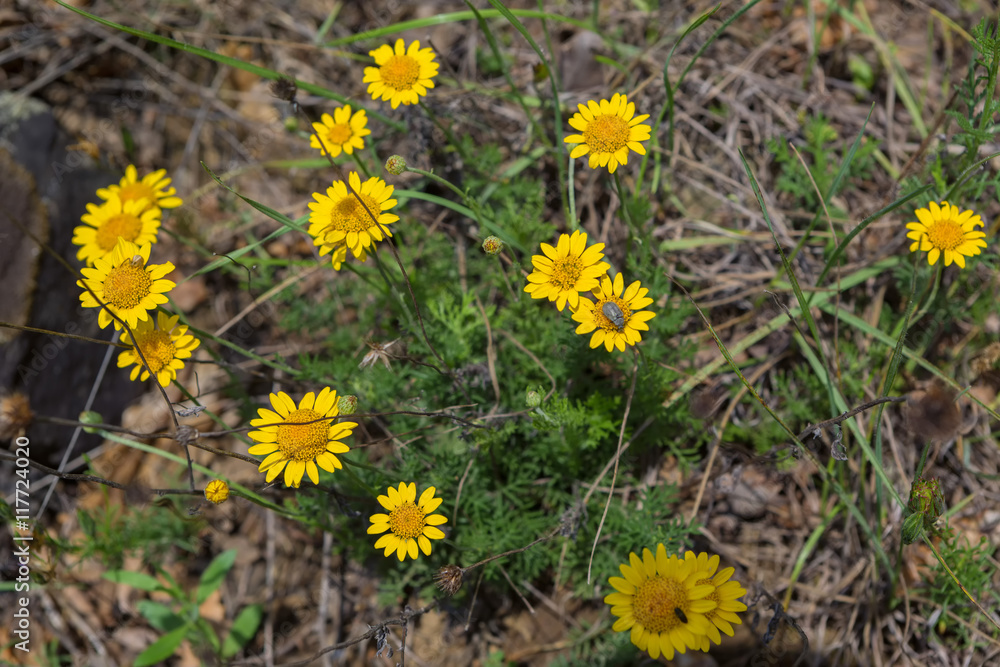 Cota tinctoria or yellow chamomile. Cota tinctoria or yellow chamomile.
