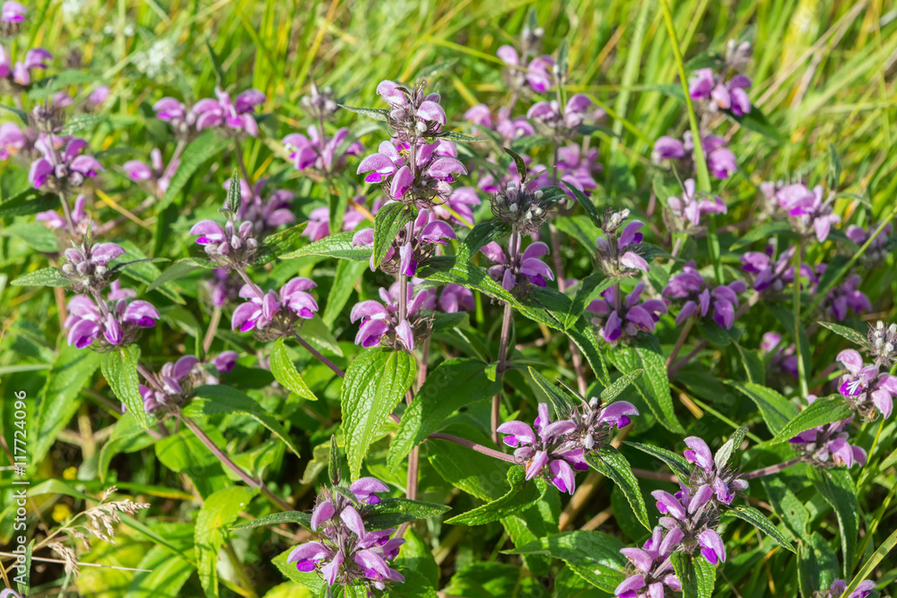 Salvia in Crimea.