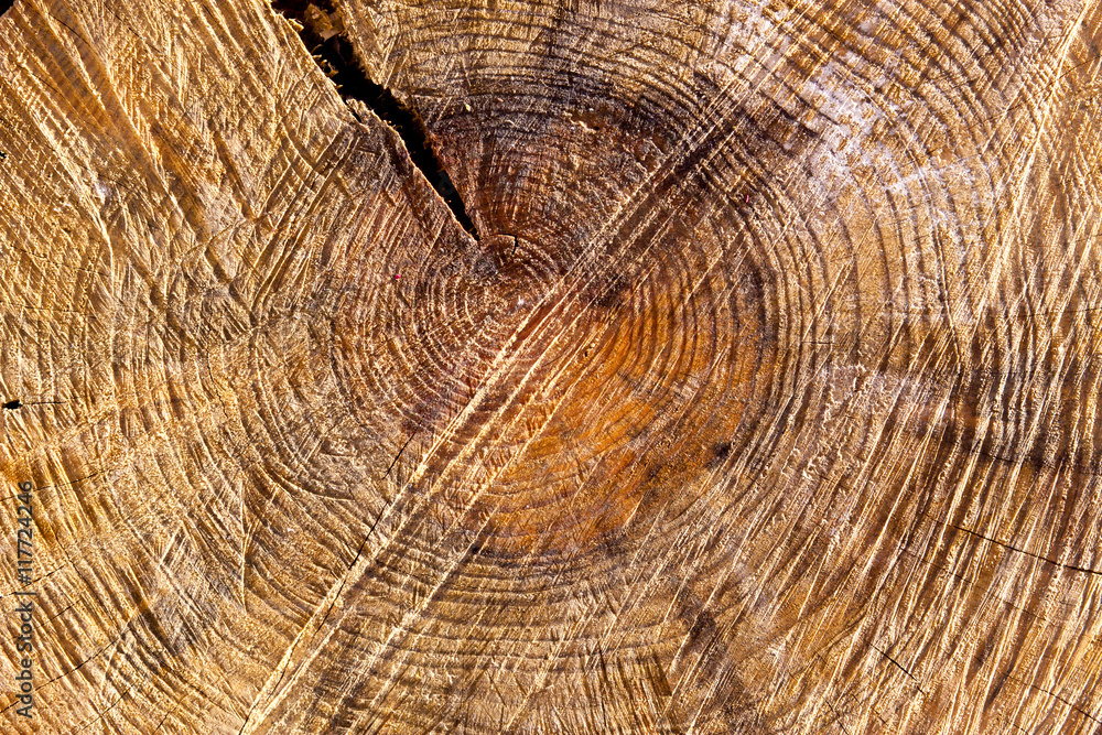 Naklejka premium wooden cut texture