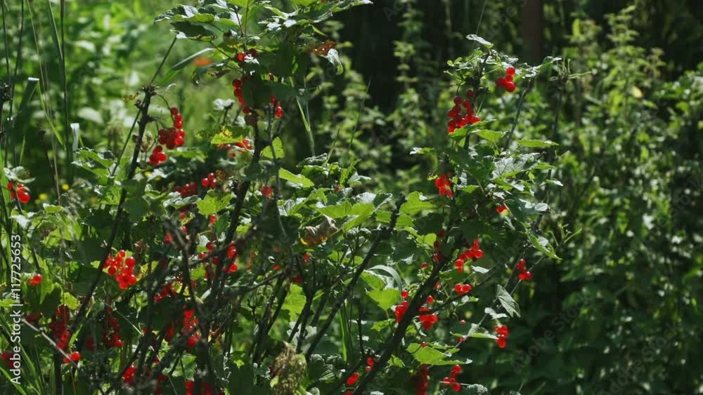 Red, juicy berries hanging on a branch. The harvest of currants . A good harvest. Warm summer. Red, juicy berries hanging on a branch. The harvest of currants . A good harvest. Warm summer.
