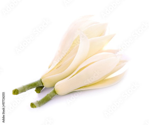 White Champak on white background