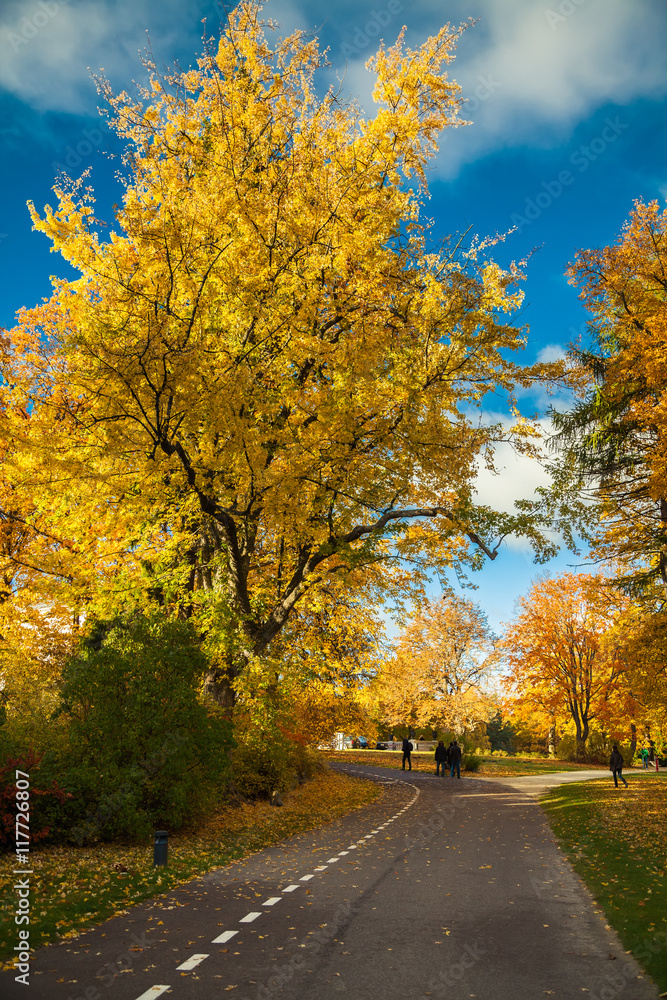 beautiful road in the autumn park