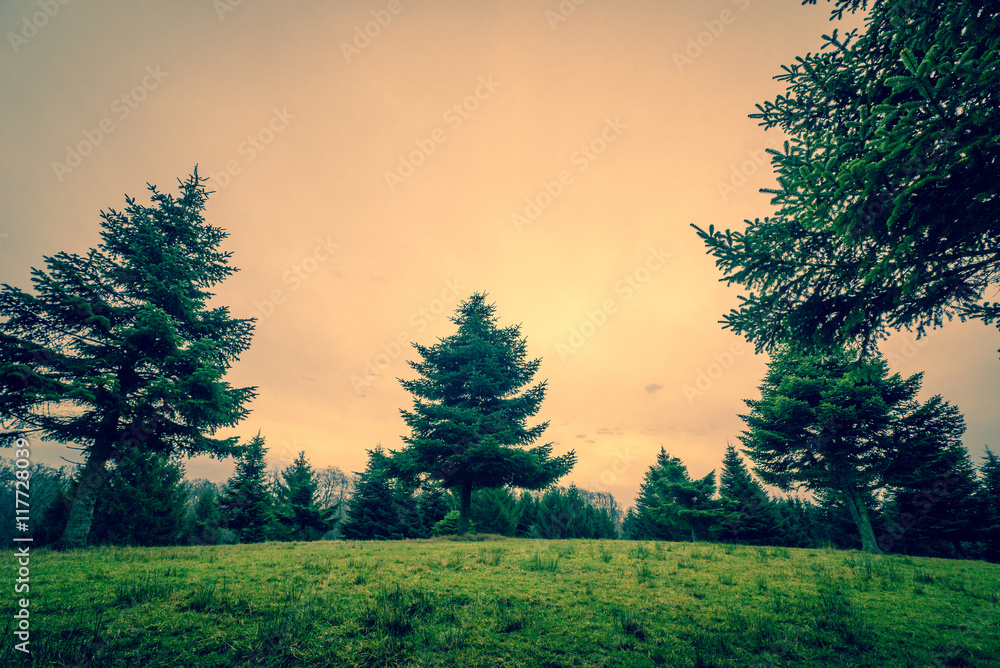 Obraz premium Tall pine trees on a green field