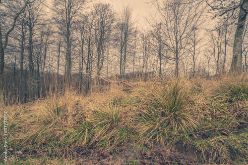 Green grass in the forest at dawn