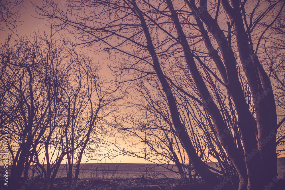 Fototapeta premium Countryside sunset with dark tree silhouettes