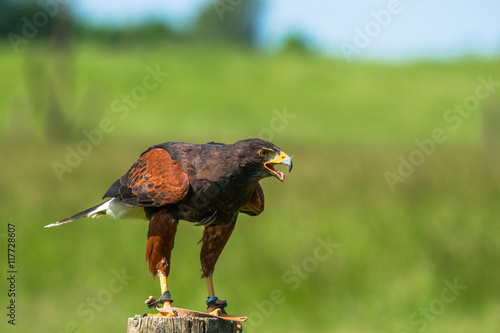 Harris hawk on a wooden pole