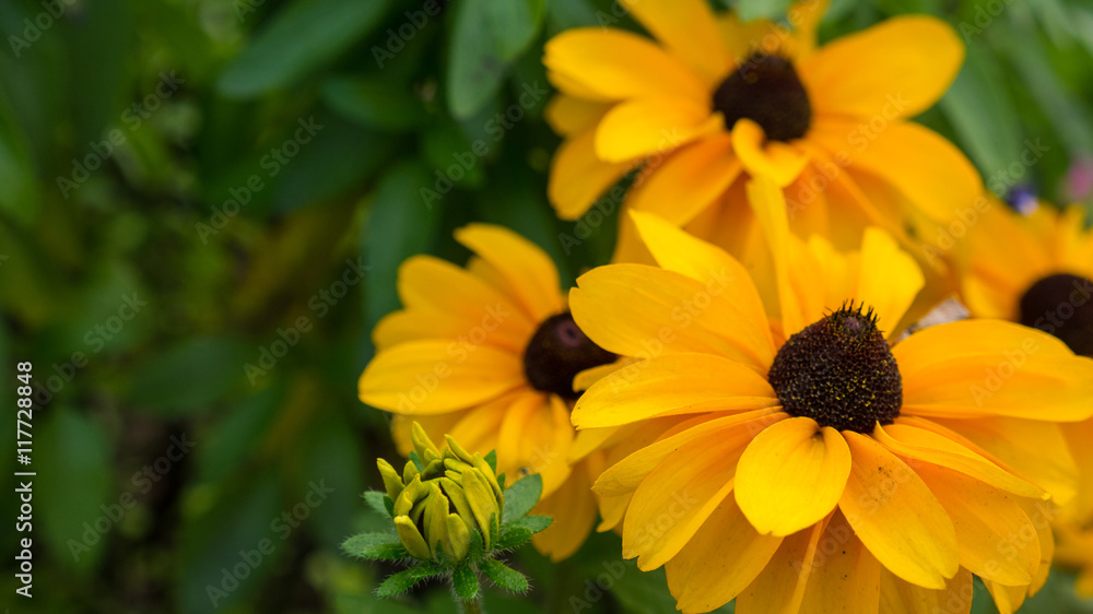 Fototapeta premium Yellow rudbeckia flowers on grean background with leaves