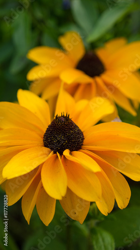 Yellow rudbeckia flowers on grean background with leaves