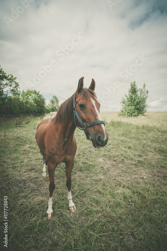 Brown horse on a green meadow © Polarpx