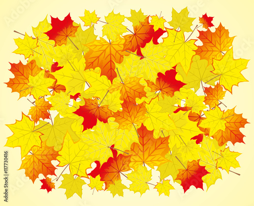 Autumn maple leaves.