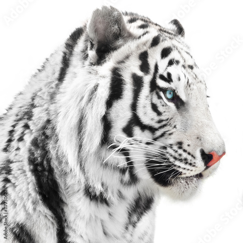 White tiger portrait © Štěpán Kápl