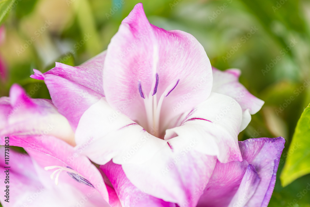 Naklejka premium Цветок гладиолуса