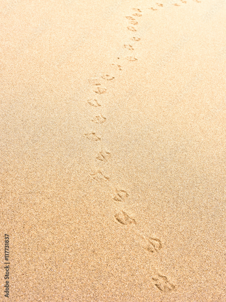 Sand with bird or seagull footprints. Beach background. Sand with bird or seagull footprints. Beach background.
