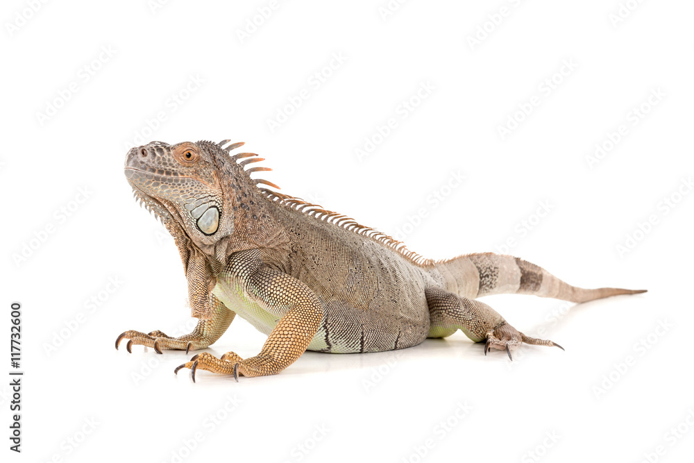 Fototapeta premium Iguana