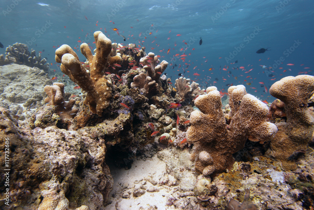 Fototapeta podwodny świat - rafa koralowa