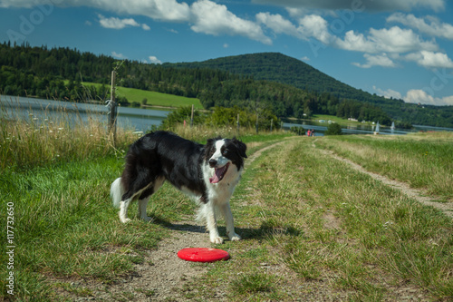 Border Collie dog on the shore of a lake playing with a frisbee © edojob