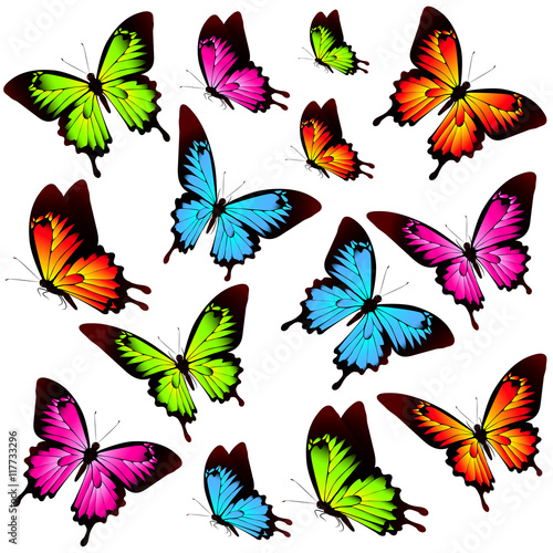 color butterflies isolated on a white