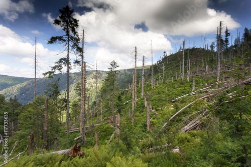 Bannwald im Naturschutzgebiet Feldberg im Schwarzwald photo