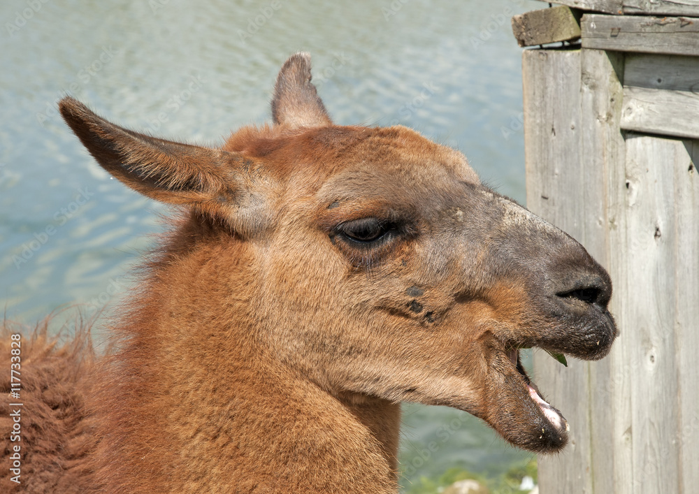 Fototapeta premium Head of Lama close-up