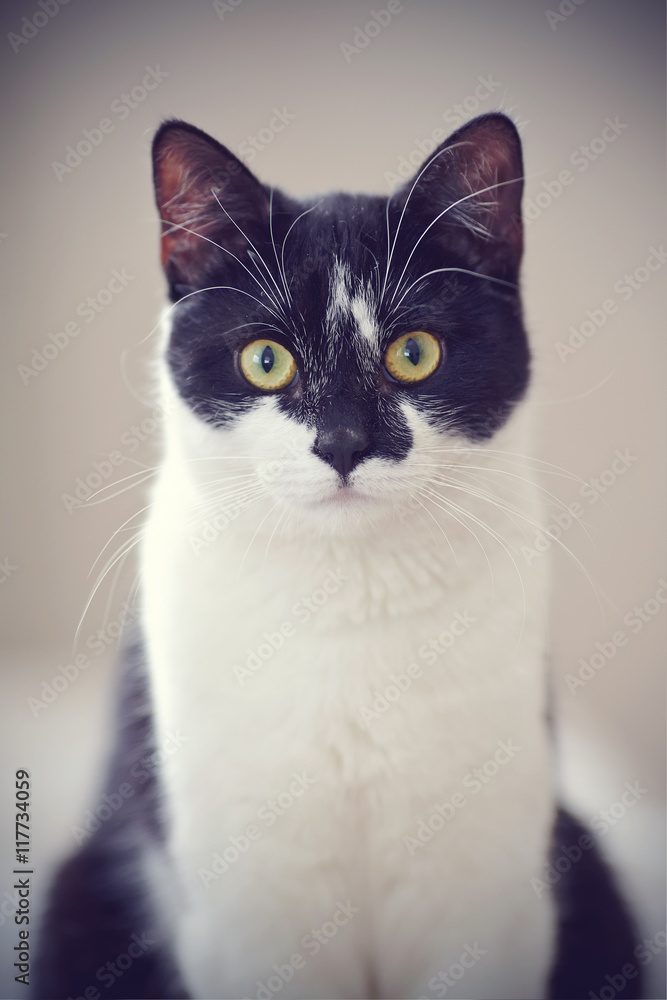Portrait of a black-and-white cat.