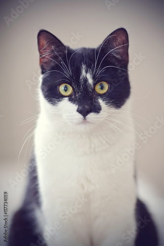 Portrait of a black-and-white cat.