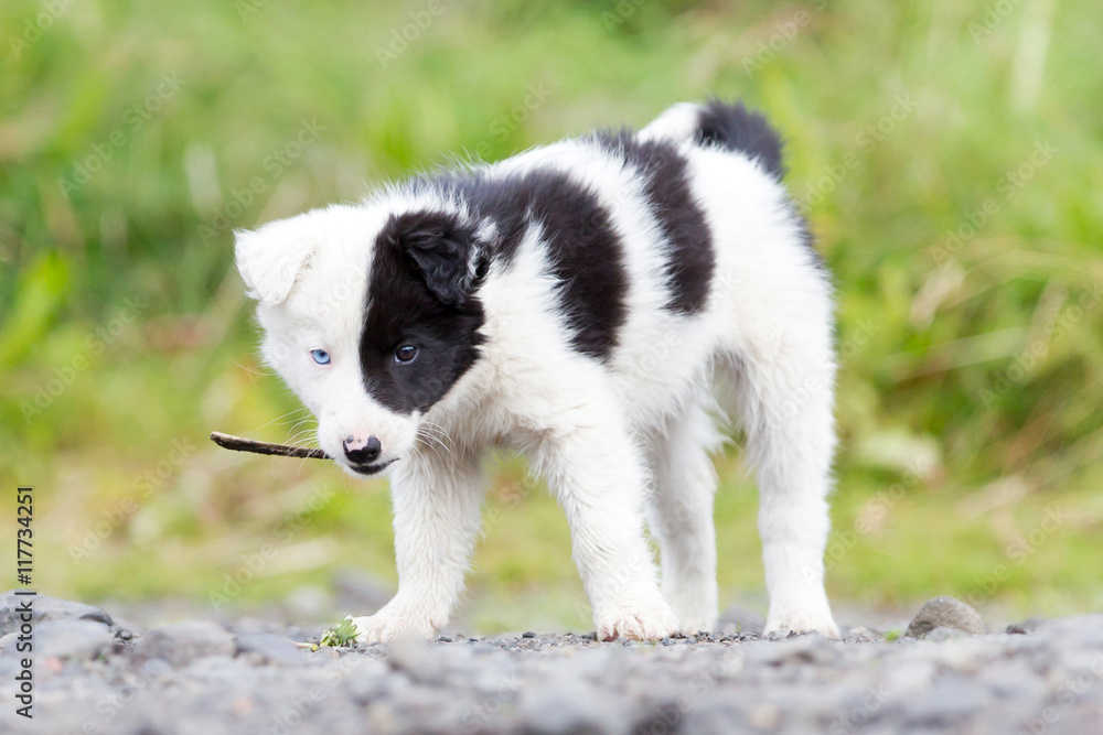 Border Collie puppy on a farm, playing with a small stick