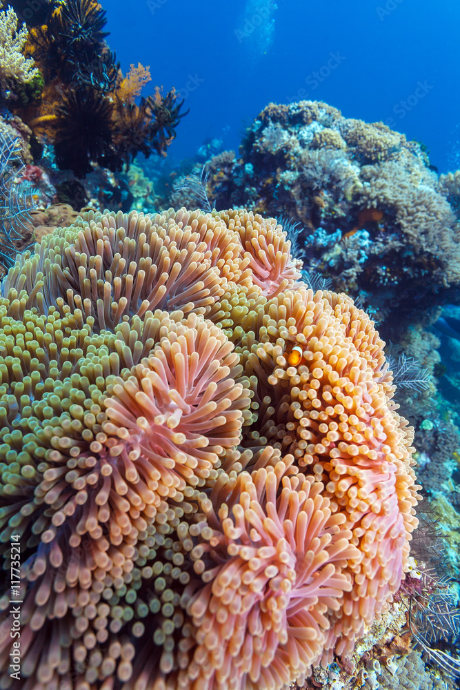 Obraz premium Tropical Fishes near Colorful Coral Reef