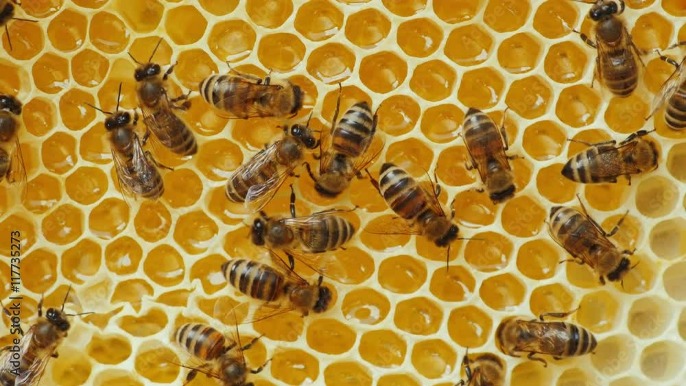 Bees working on yellow honeycomb with honey Bees working on yellow honeycomb with honey