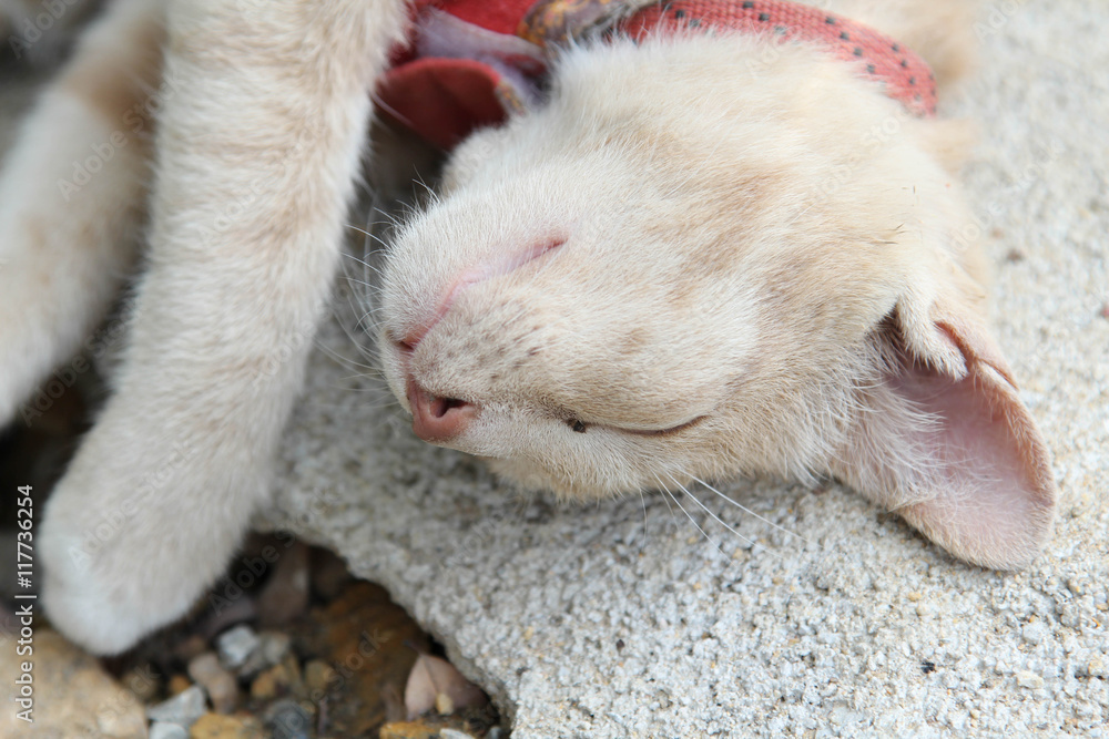 Red cat sleeping on the ground stone. Red cat sleeping on the ground stone.