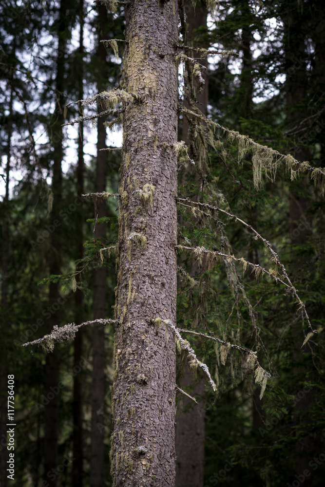 Tronchi e rami di conifere secolari nel bosco
