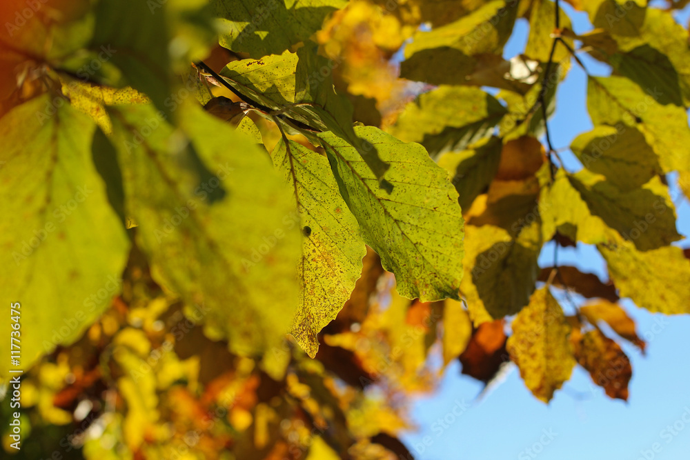 closeup of autumn leaves, blurred background closeup of autumn leaves, blurred background