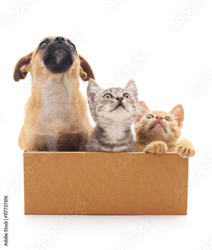 Puppy and two kittens in a box.