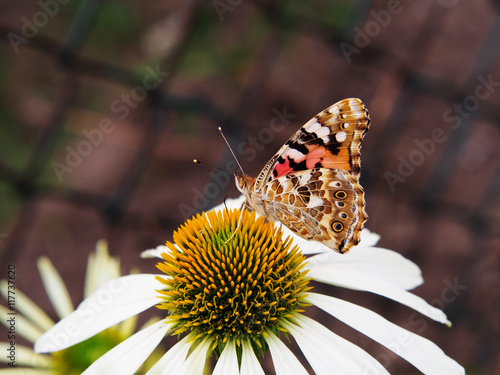 Painted lady butterfly (Cynthia cardui syn. Vanessa cardui) on Coneflower 'Coconut Lime' (Echinacea) flower.   photo