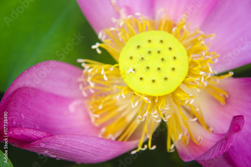 Lotus flower closeup