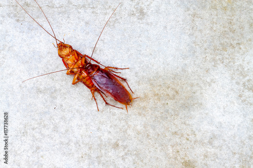 cockroach make love on concrete floor