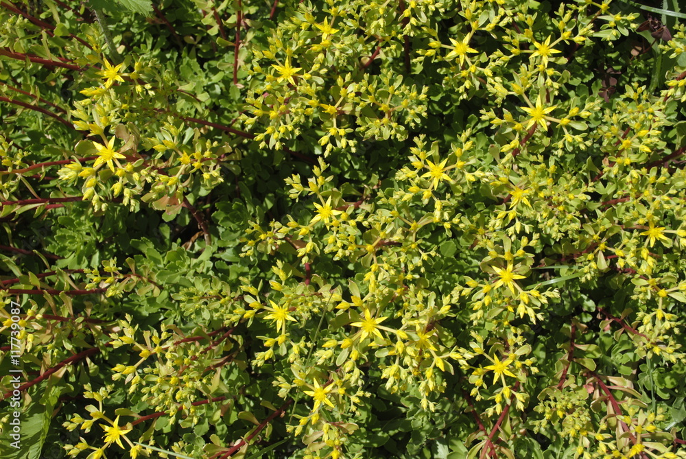 yellow flower plant background