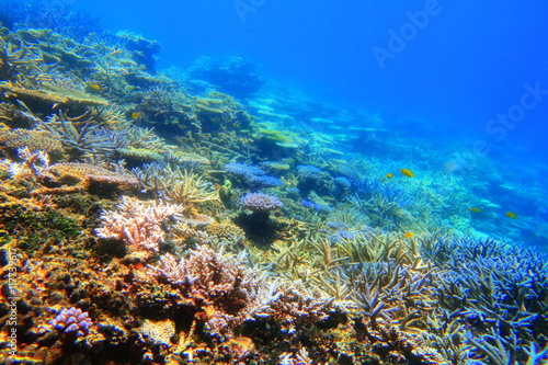 Fototapeta Naklejka Na Ścianę i Meble -  宮古島　八重干瀬の珊瑚礁