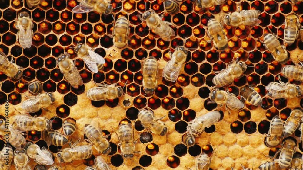 Bees work on honeycomb with honey, some cells already closed Bees work on honeycomb with honey, some cells already closed