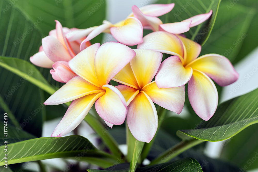 Fototapeta premium Plumeria