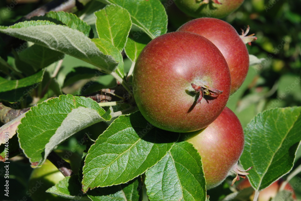 Apples in tree in macro Apples in tree in macro