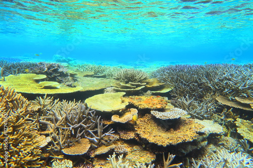 宮古島 八重干瀬の珊瑚礁