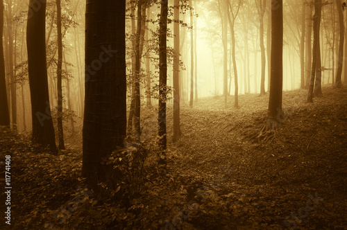 sunset in forest