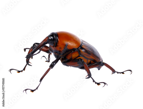 palm weevil snout beetle, Rhynchophorus ferrugineus, isolated on © pairoj