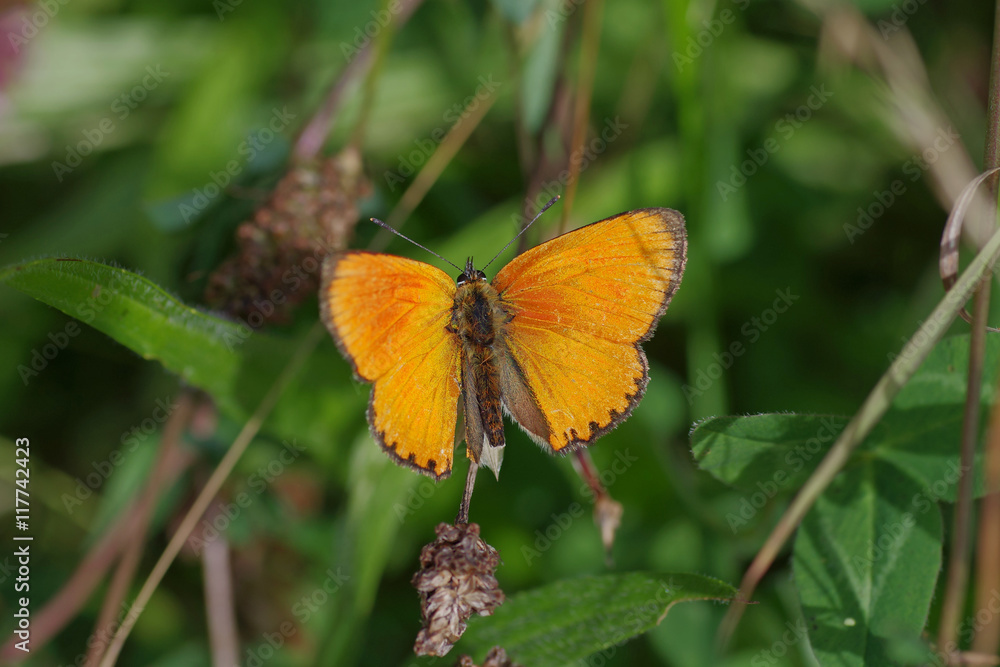Der Dukatenfalter ist ein sehr auffälliger Schmetterling Der Dukatenfalter ist ein sehr auffälliger Schmetterling