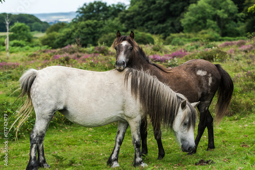 wild horses and heather in background