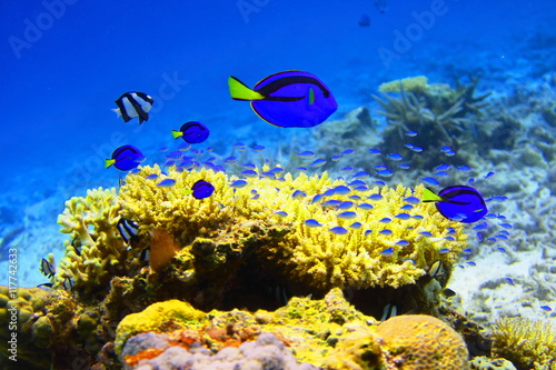 宮古島 珊瑚と青い熱帯魚