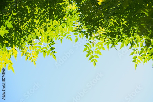Green leafs in summer with sky blue background 